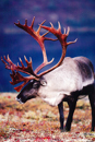 Fall Caribou