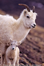 Dall Sheep Ewe & Lamb