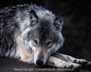 Wolf Eyes