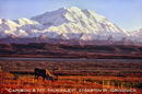 Caribou & Mt. McKinley