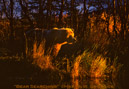 Bear Searching