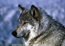 Gray Wolf
