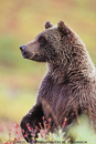 Grizzly!